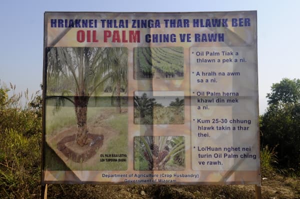 India Plans Huge Palm Oil Expansion, Forests At Risk