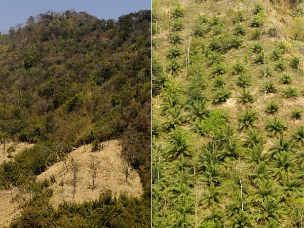 India Plans Huge Palm Oil Expansion, Forests At Risk