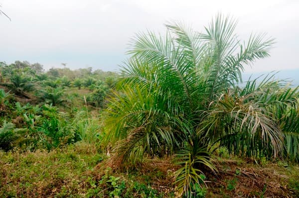 India Plans Huge Palm Oil Expansion, Forests At Risk