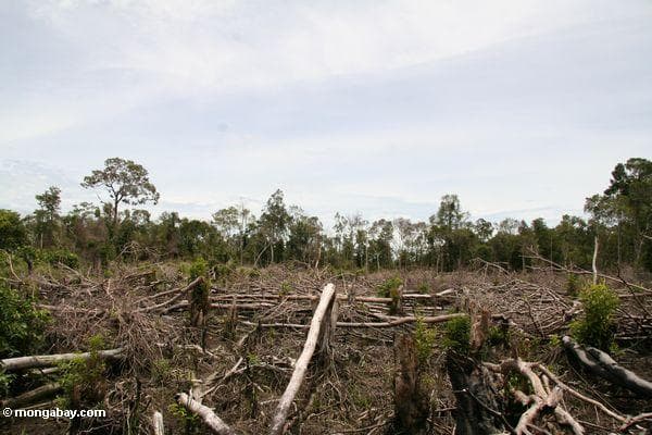 India Plans Huge Palm Oil Expansion, Forests At Risk