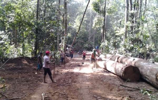 Amazon Indian ‘army’ takes on illegal loggers