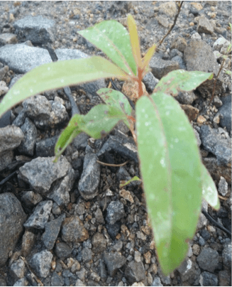 Recovery a painfully slow process for mother nature