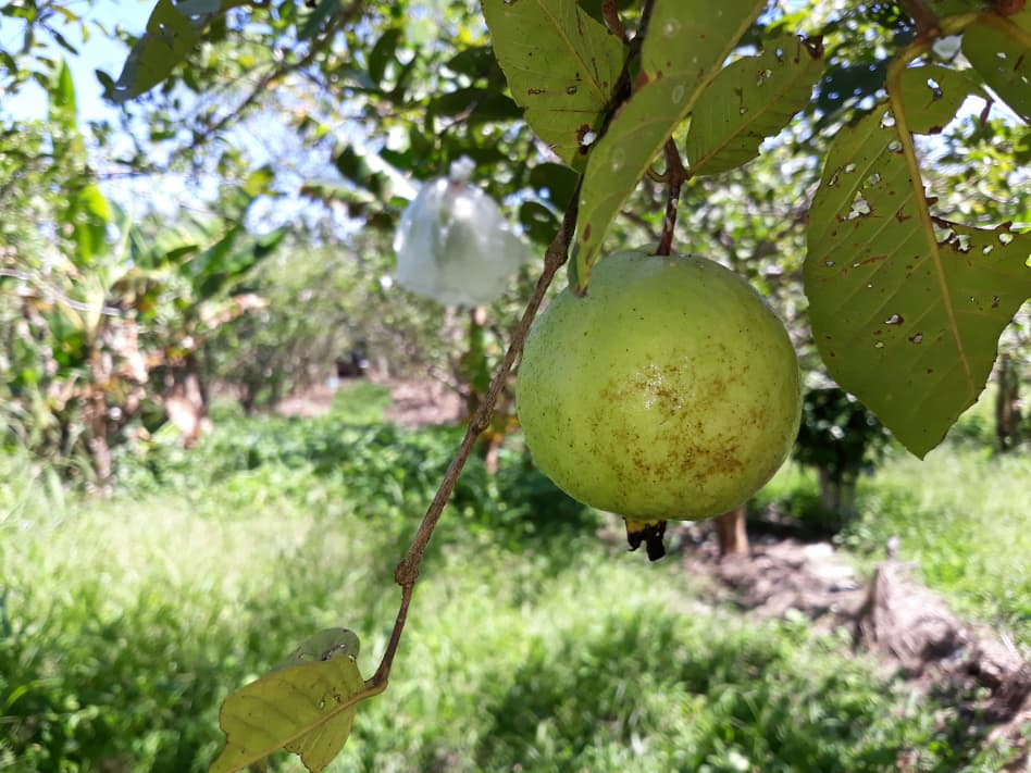 Edith Babul: A Plantation That Started With Ten Indian Guava Seeds